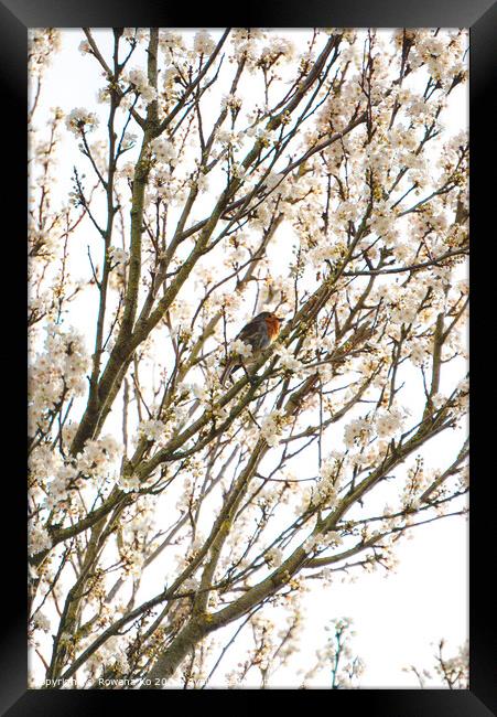 Robin singing in cherry blossom  Framed Print by Rowena Ko
