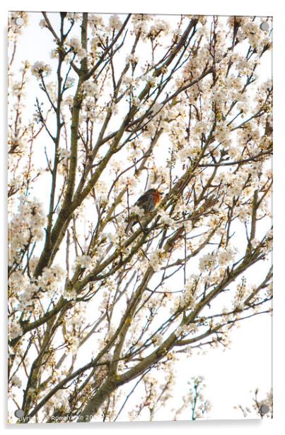 Robin singing in cherry blossom  Acrylic by Rowena Ko