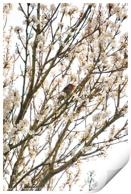 Robin singing in cherry blossom  Print by Rowena Ko