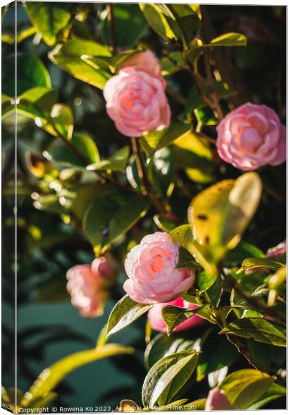 Camellia blossom showing in sunlight  Canvas Print by Rowena Ko