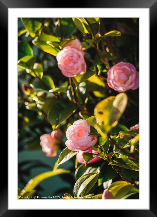 Camellia blossom showing in sunlight  Framed Mounted Print by Rowena Ko