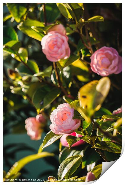 Camellia blossom showing in sunlight  Print by Rowena Ko