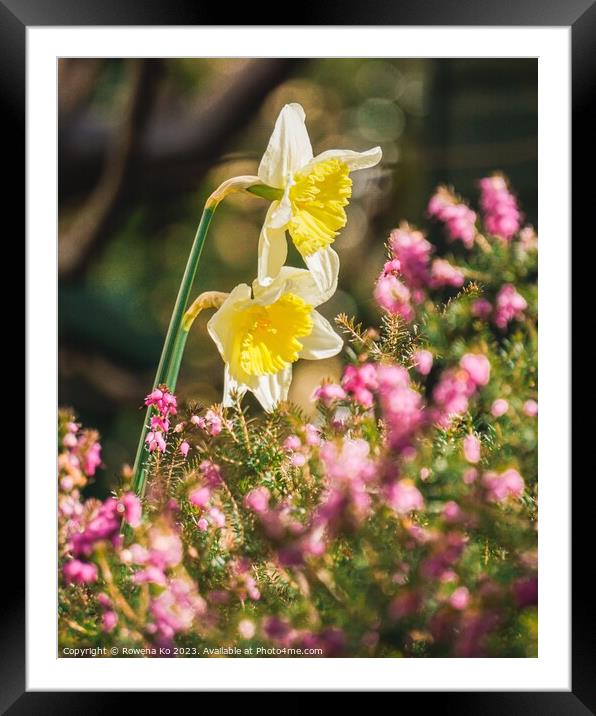 Daffodils showering in sunlight  Framed Mounted Print by Rowena Ko