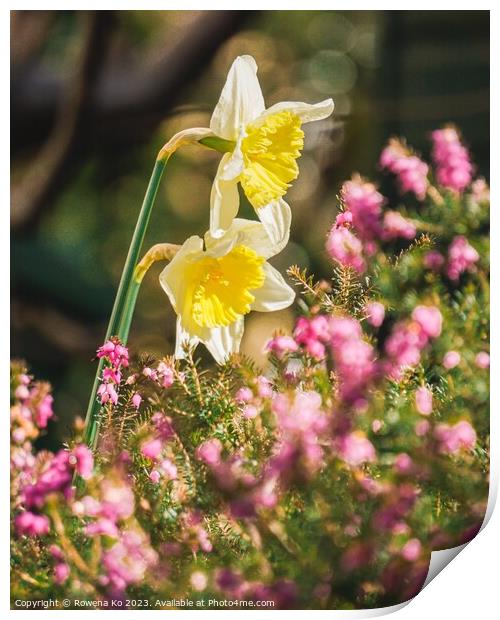 Daffodils showering in sunlight  Print by Rowena Ko