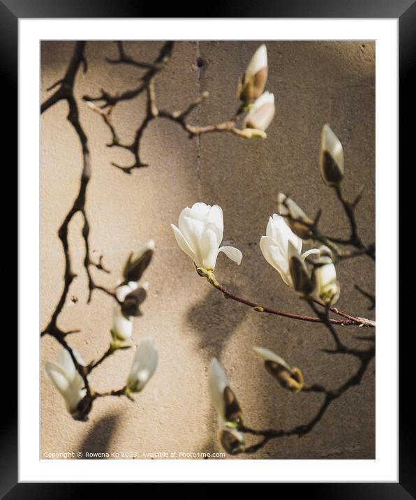 Magnolia showering in sunlight  Framed Mounted Print by Rowena Ko