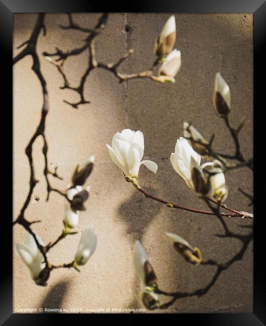 Magnolia showering in sunlight  Framed Print by Rowena Ko