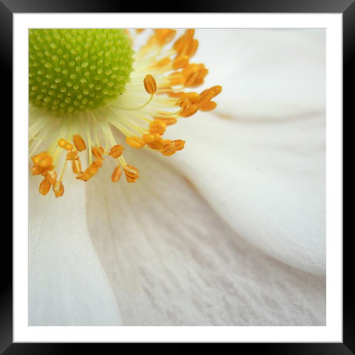 japanese anemone Framed Mounted Print by Heather Newton
