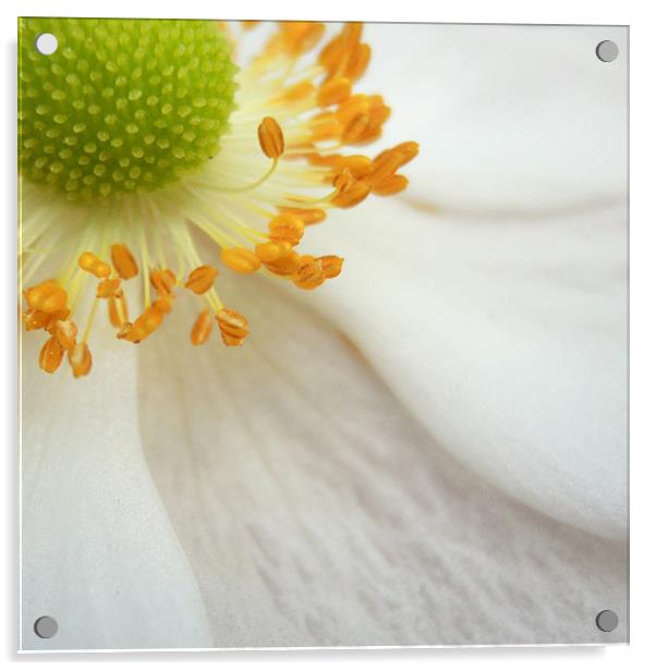japanese anemone Acrylic by Heather Newton
