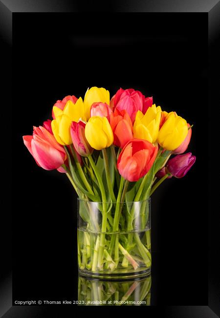 Large colorful bouquet of tulips in big glass vase in front of a black background Framed Print by Thomas Klee