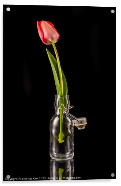 A red tulip in a small glass bottle with a swing stopper Acrylic by Thomas Klee