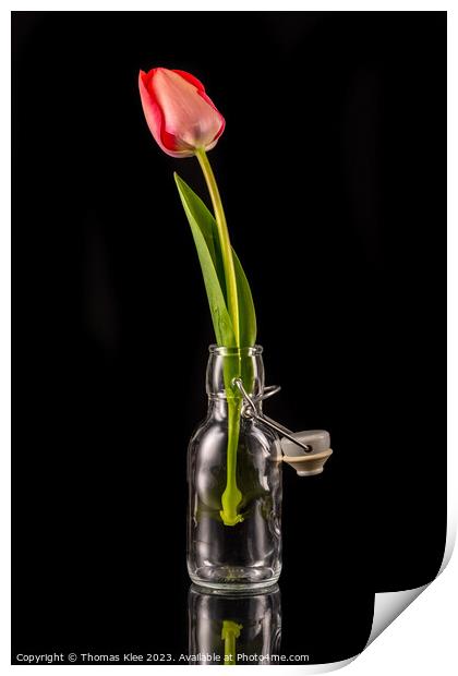 A red tulip in a small glass bottle with a swing stopper Print by Thomas Klee