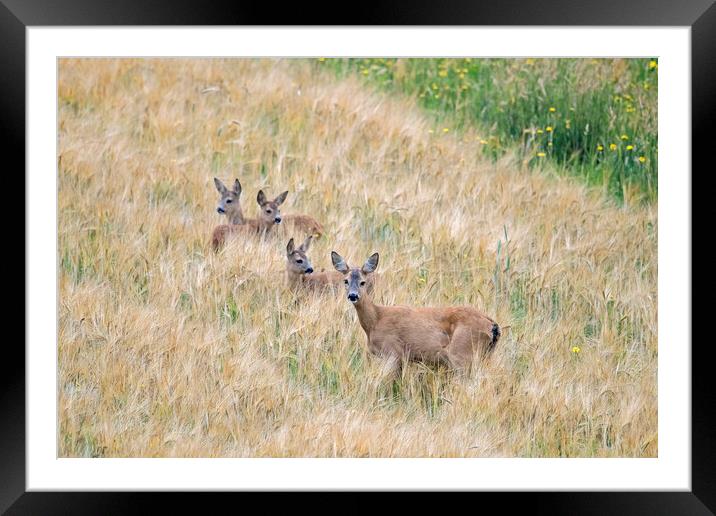 Roe Deer with Fawns Framed Mounted Print by Arterra 