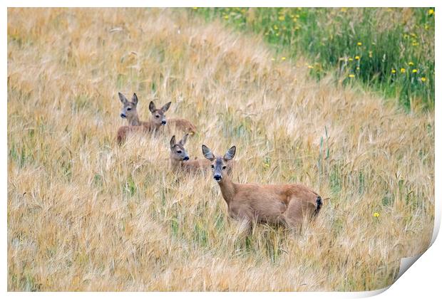Roe Deer with Fawns Print by Arterra 