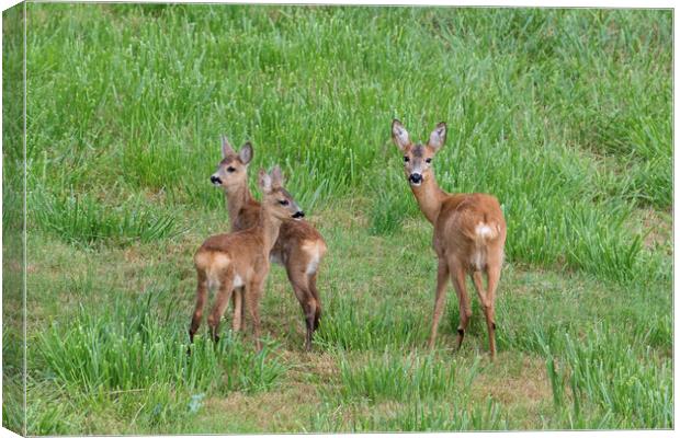 Roe Deer with Young in Field Canvas Print by Arterra 