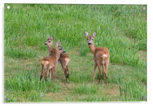 Roe Deer with Young in Field Acrylic by Arterra 