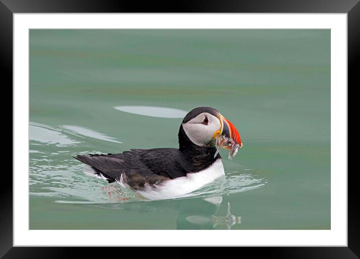 Atlantic Puffin Swimming with Sandeels Framed Mounted Print by Arterra 