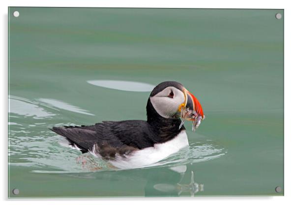 Atlantic Puffin Swimming with Sandeels Acrylic by Arterra 