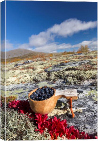 Harvested Blueberries on the Tundra Canvas Print by Arterra 