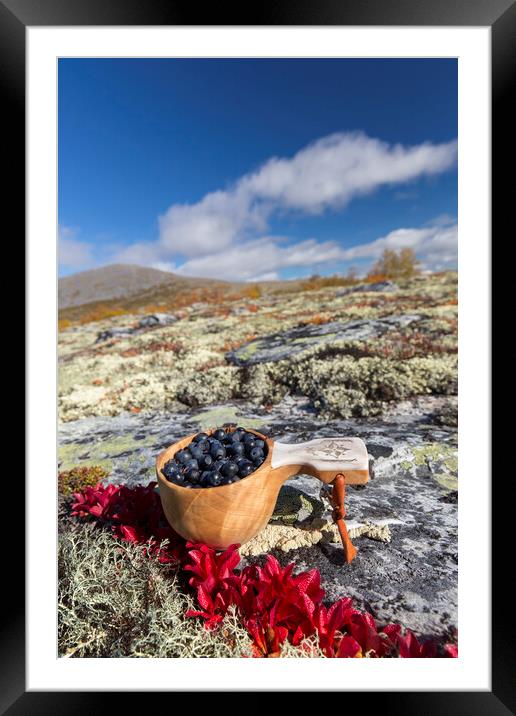 Harvested Blueberries on the Tundra Framed Mounted Print by Arterra 