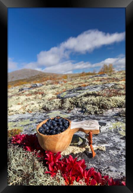 Harvested Blueberries on the Tundra Framed Print by Arterra 