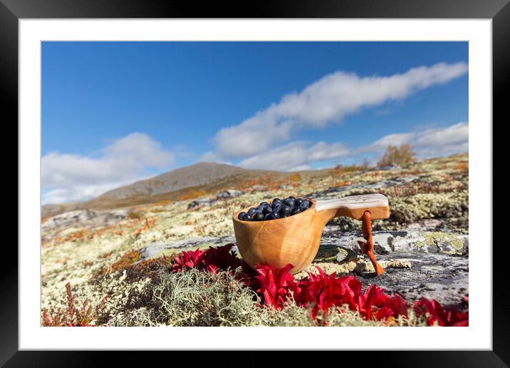 Harvested berries on the Scandinavian Tundra Framed Mounted Print by Arterra 