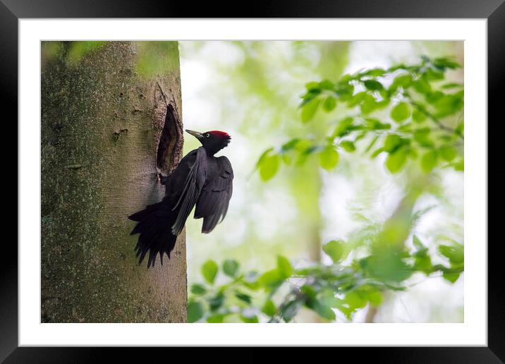 Black woodpecker Framed Mounted Print by Arterra 