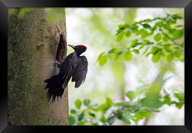 Black woodpecker Framed Print by Arterra 