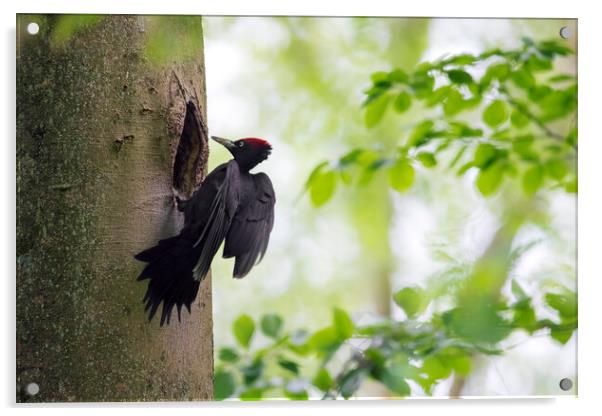 Black woodpecker Acrylic by Arterra 