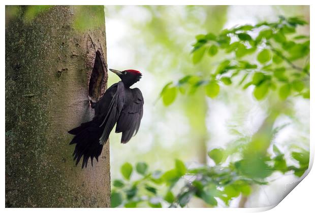 Black woodpecker Print by Arterra 