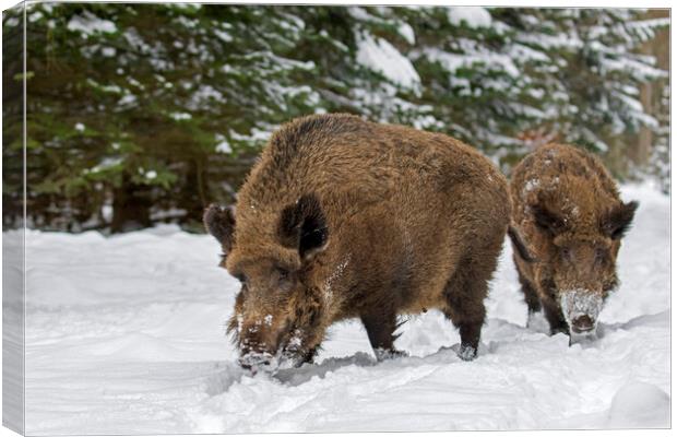 Two Wild Boars in Winter Woodland Canvas Print by Arterra 
