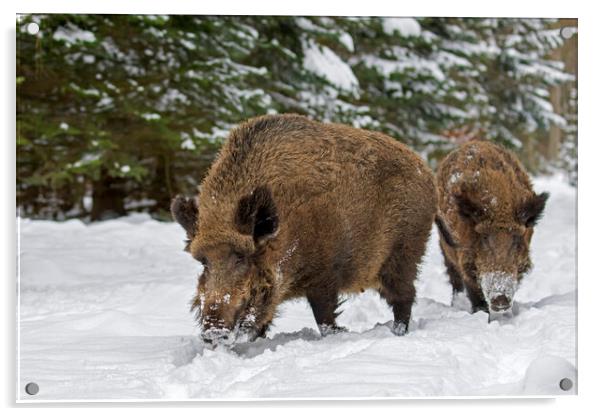 Two Wild Boars in Winter Woodland Acrylic by Arterra 