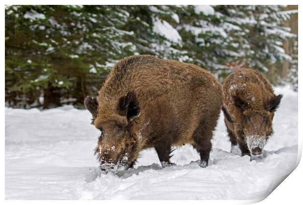 Two Wild Boars in Winter Woodland Print by Arterra 