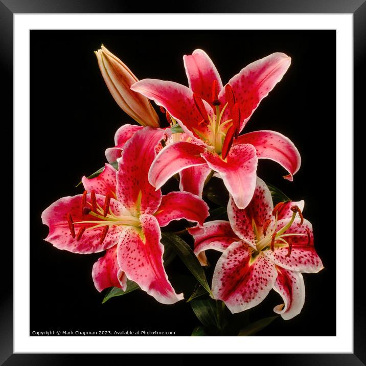 Pink day lilies Framed Mounted Print by Photimageon UK