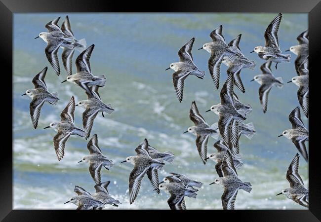 Flock of Sanderlings in Flight Framed Print by Arterra 