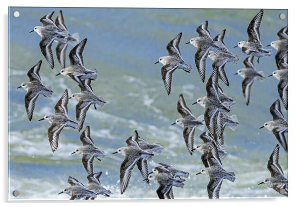 Flock of Sanderlings in Flight Acrylic by Arterra 