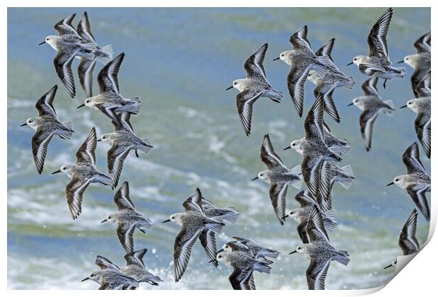 Flock of Sanderlings in Flight Print by Arterra 