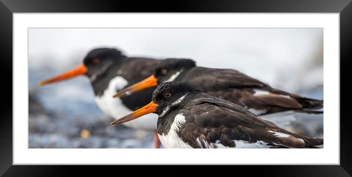 Three Pied Oystercatchers Framed Mounted Print by Arterra 