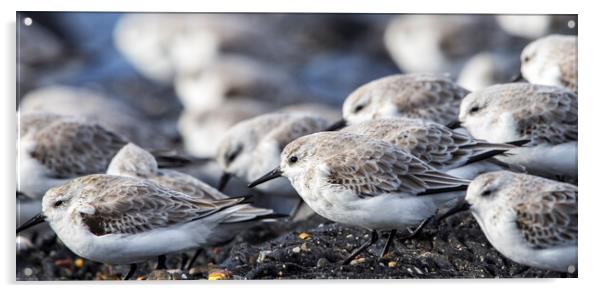 Flock of Sanderlings Acrylic by Arterra 