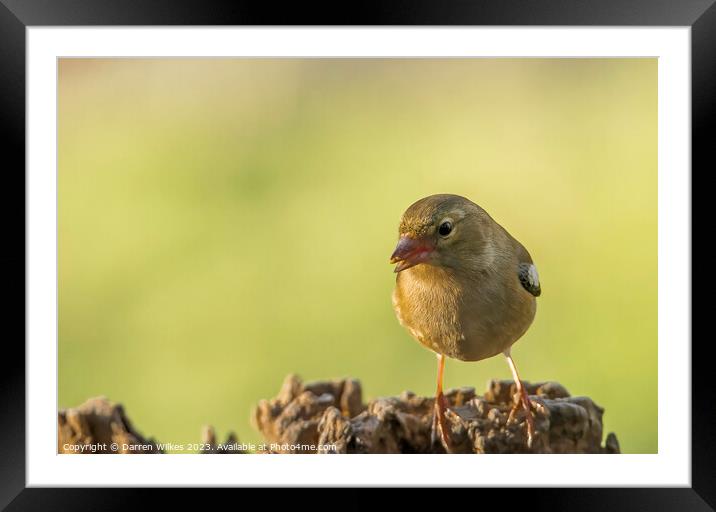 Graceful Common Female Chaff Finch Framed Mounted Print by Darren Wilkes
