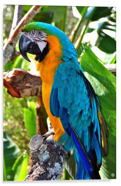 Macaw Parrot Yellow And Blue Bird Acrylic by Andy Evans Photos