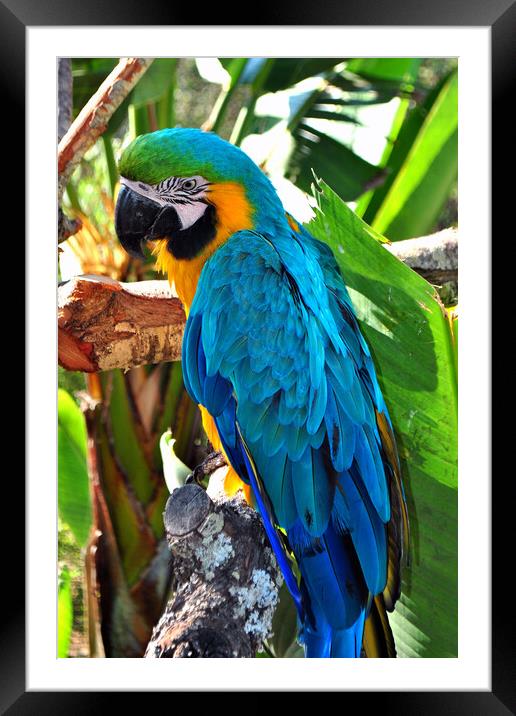 A Vibrant Parrot's Portrait Framed Mounted Print by Andy Evans Photos