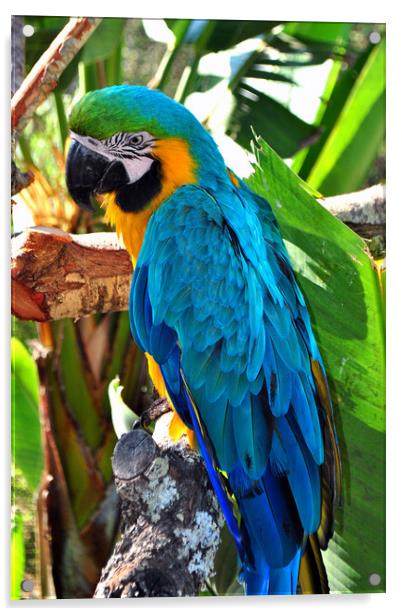A Vibrant Parrot's Portrait Acrylic by Andy Evans Photos
