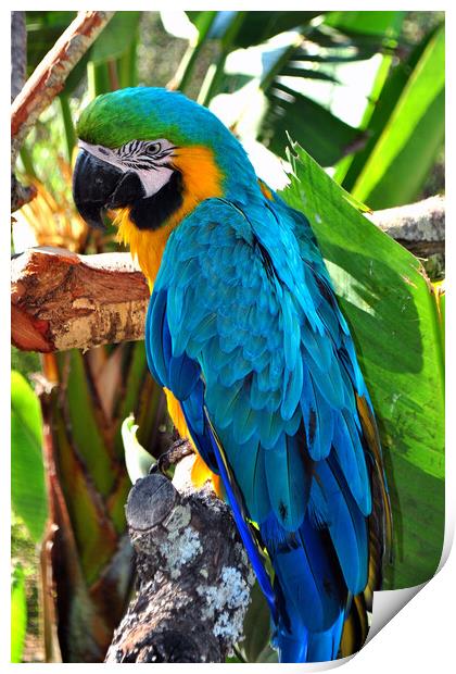 A Vibrant Parrot's Portrait Print by Andy Evans Photos