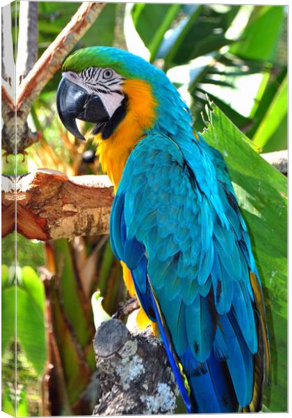 Macaw Parrot Yellow And Blue Bird Canvas Print by Andy Evans Photos