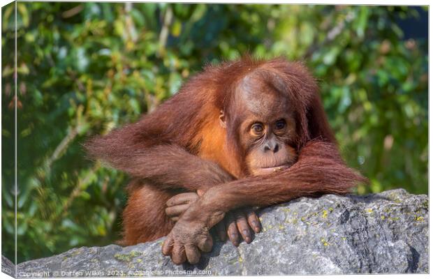 Adorable Sumatran Orangutan Watching Over Newborn Canvas Print by Darren Wilkes