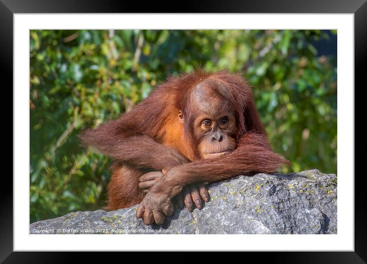 Adorable Sumatran Orangutan Watching Over Newborn Framed Mounted Print by Darren Wilkes
