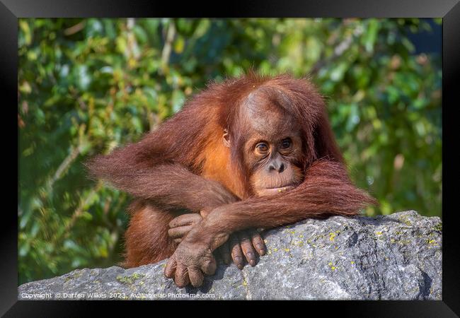 Adorable Sumatran Orangutan Watching Over Newborn Framed Print by Darren Wilkes