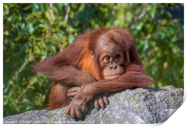 Adorable Sumatran Orangutan Watching Over Newborn Print by Darren Wilkes