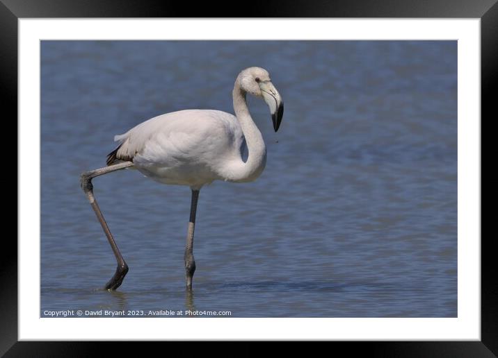 Juvenile Greater Flamingo Framed Mounted Print by David Bryant