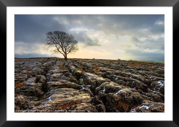 Lone Tree on Limestone Pavement at Sunrise Framed Mounted Print by Peter Paterson
